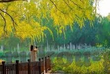 vlogcom糖心官网免费进入-解锁Vlogcom糖心，一次数字世界的奇妙之旅